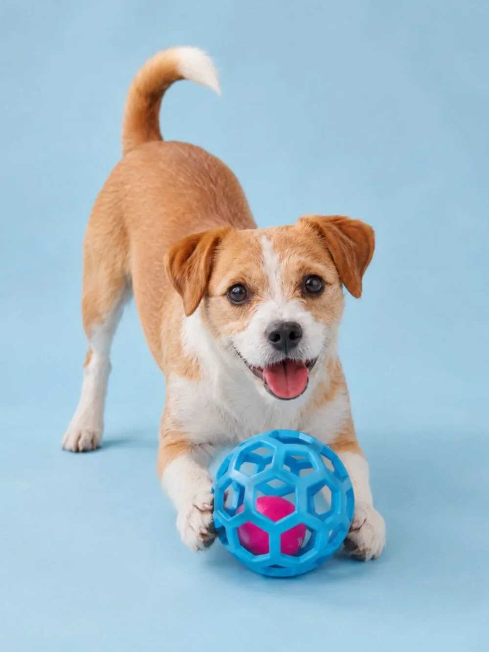 Kensington Kennel Club Dog Toy Set Pink Bone Blue Ball Tug Toss Fetch New